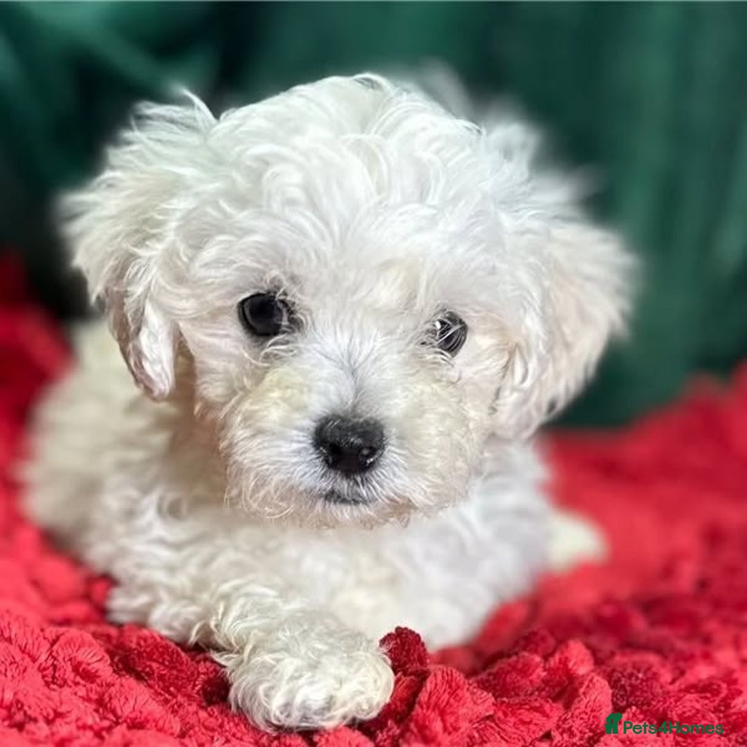 Bichon Frise dogs for sale:  Pure Breed Bichon Puppies for sale - Image 4