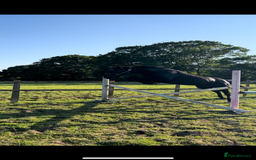 American Standardbred horses for sale: 15hh black mare  - Image 6