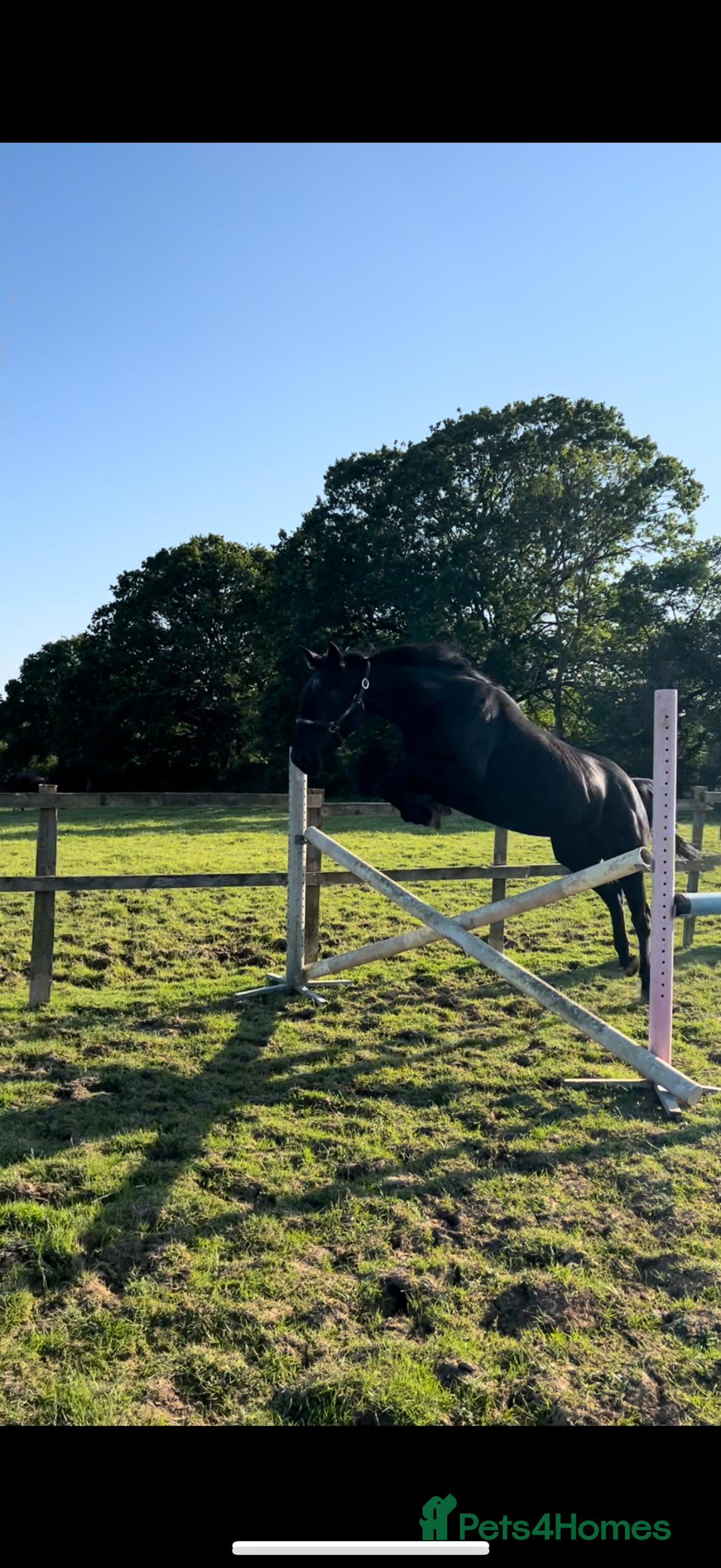 American Standardbred horses for sale: 15hh black mare  - Image 6