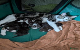 Maine Coon cats for sale: Kittens for sale - Image 6