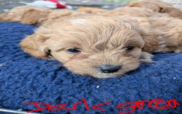 Cavachon dogs for sale: Cavapoochon puppies - Image 3