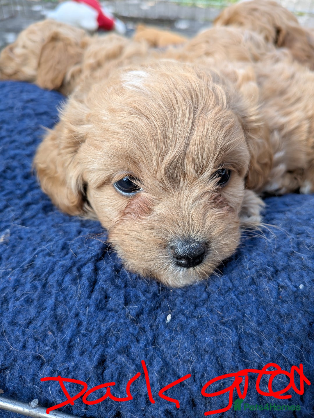 Cavachon dogs for sale: Cavapoochon puppies - Image 3