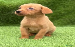 Labrador Retriever dogs for sale: Labrador pups  - Image 32