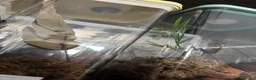 Praying Mantis invertebrates for sale: Praying Mantis - 5 different breeds in Stafford - Advert 5
