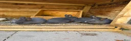 Mixed Breed rabbits for sale: Holicer Ready - Advert 12