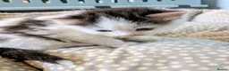 Mixed Breed cats for sale: Male & Female Kitten - Advert 7
