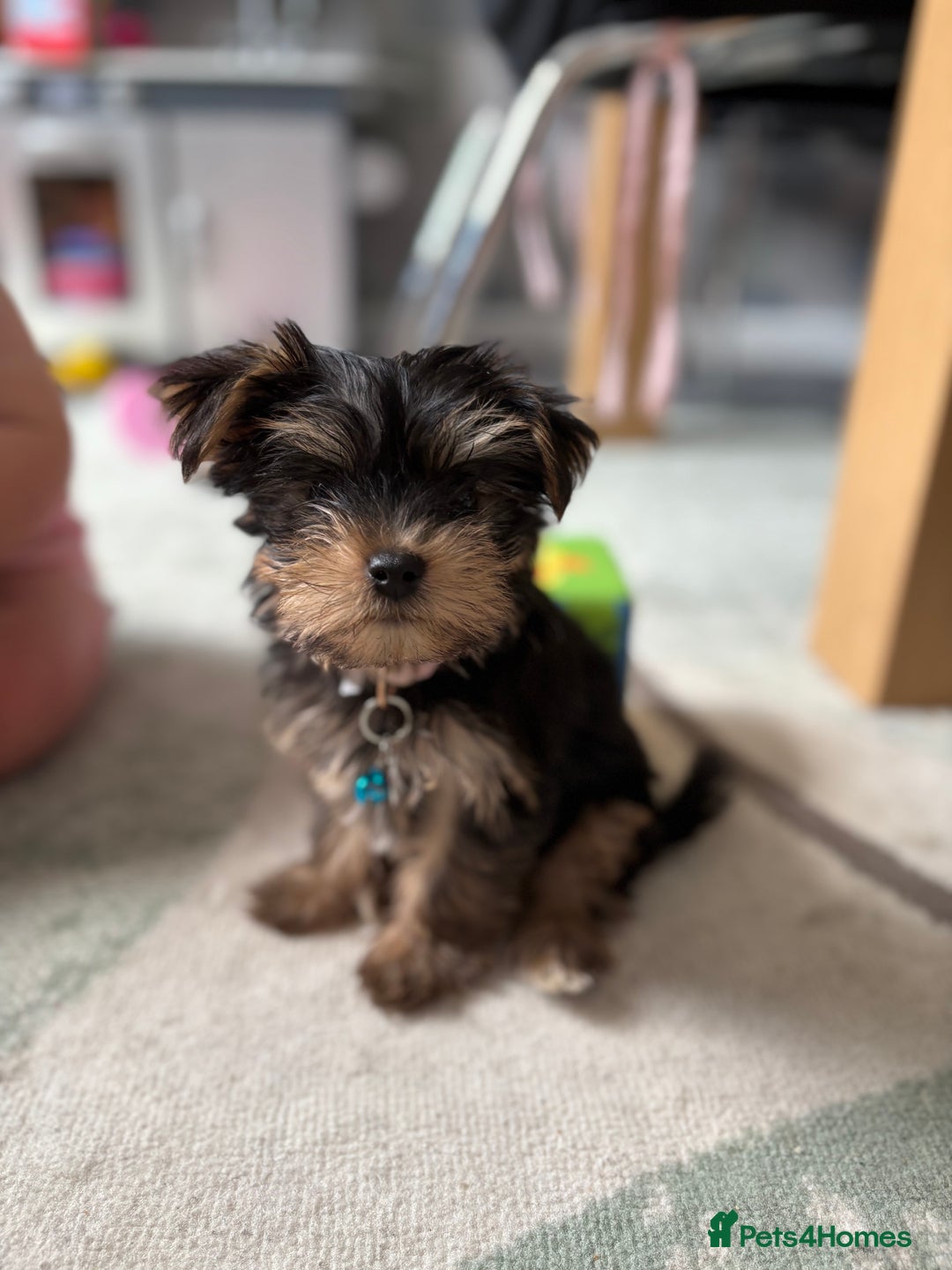 Yorkshire Terrier dogs for sale: Yorkshire terrier  - Image 3