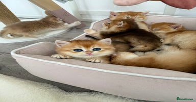 Brazilian Shorthair cats - Advert 10