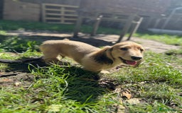 Miniature Dachshund dogs for sale: Beautiful Long-Haired Dachshund - Image 10