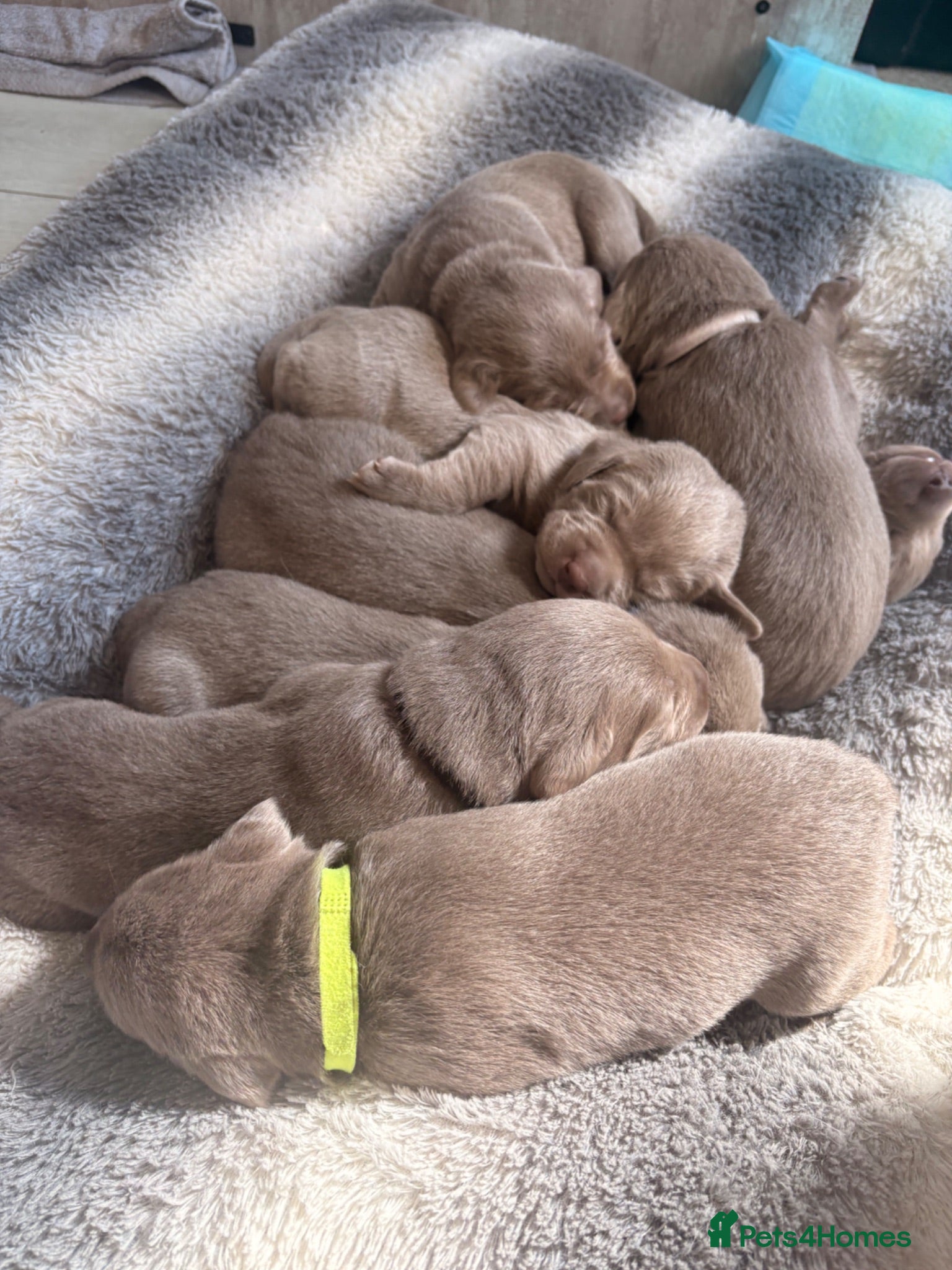 Labrador Retriever dogs KC registered Silver Labrador puppies for sale - Advert 1