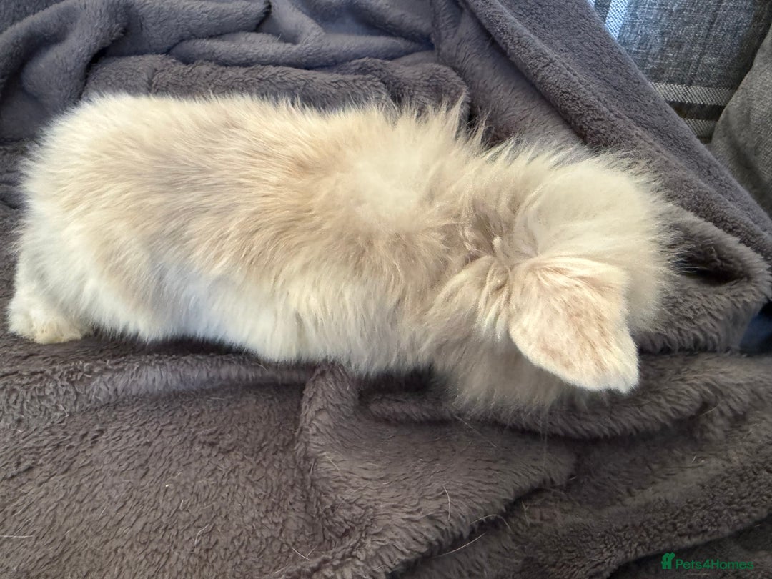 Mixed Breed rabbits for sale: Beautiful friendly baby bunnies ready in 4 weeks  - Advert 34