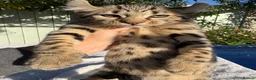 Keetso cats for sale: Awesome rare silver polydactyl female  - Advert 17