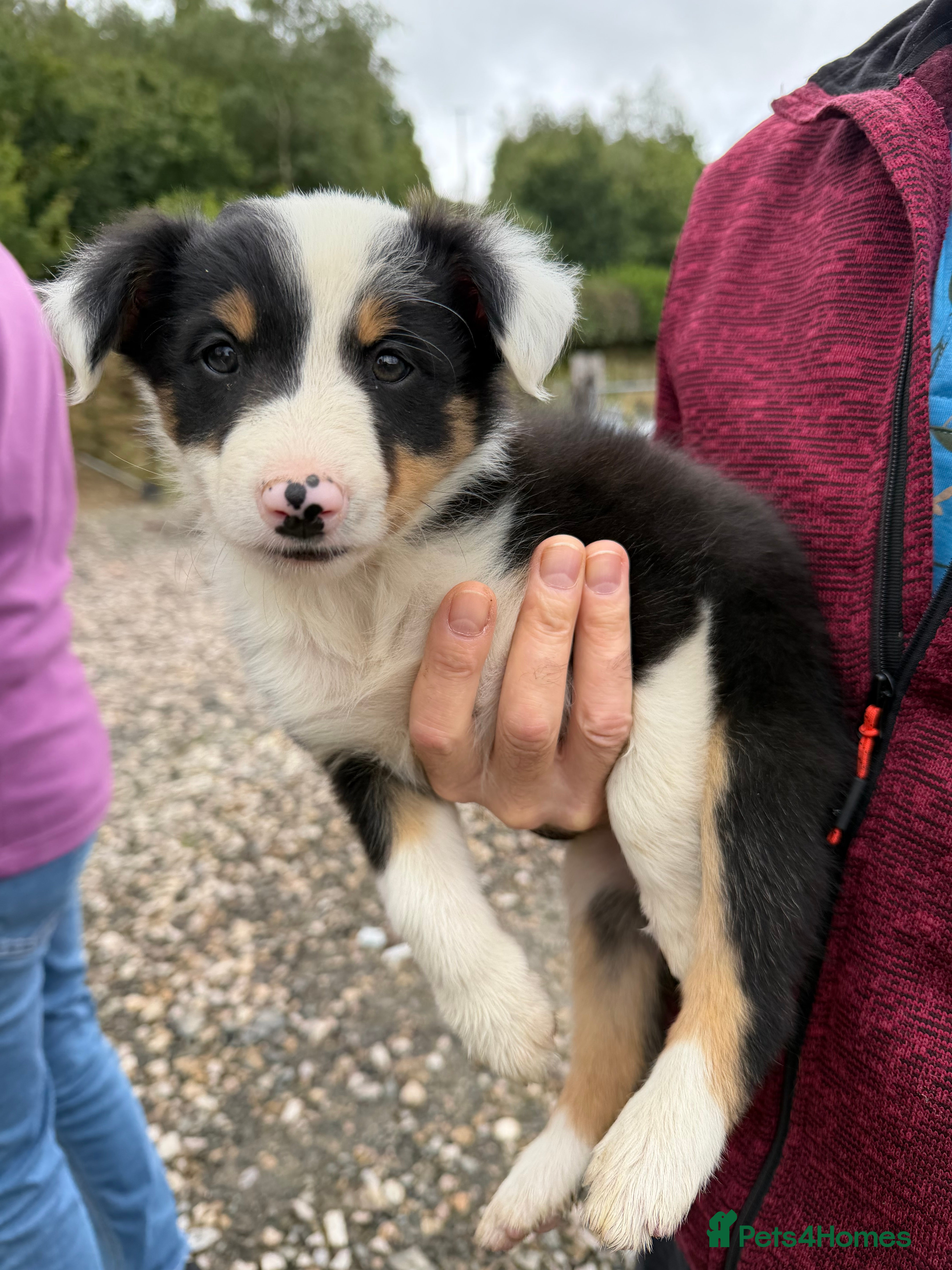 Border Collie dogs Border collie pups for sale - Advert 2