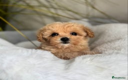 Maltipoo dogs for sale: Gorgeous Toy Maltipoo Puppies! - Image 3