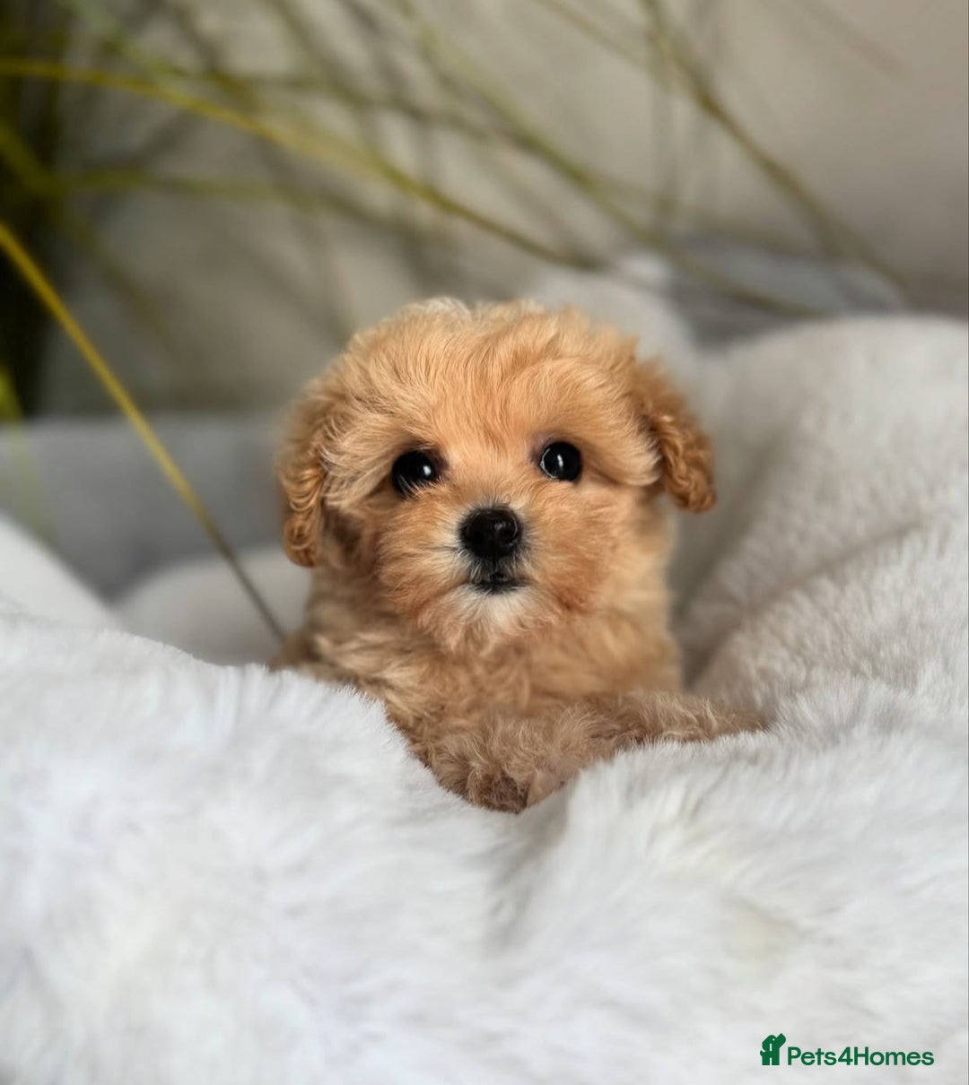 Maltipoo dogs for sale: Gorgeous Toy Maltipoo Puppies! - Image 3
