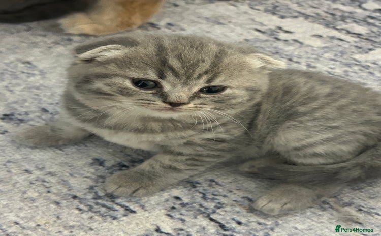 Scottish Fold cats Three Beautiful female Scottish Fold kittens  - Advert 4