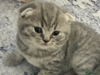 Scottish Fold cats Three Beautiful female Scottish Fold kittens - Advert 1
