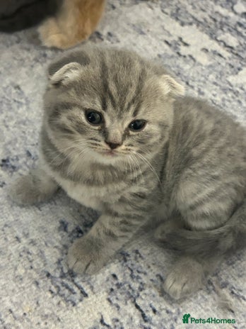 Scottish Fold cats Three Beautiful female Scottish Fold kittens - Advert 1