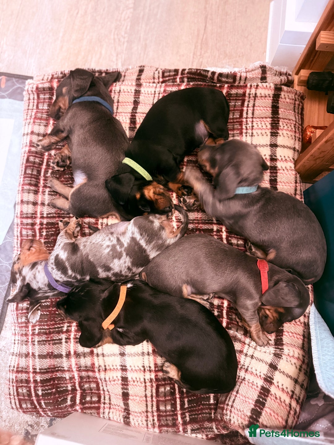 Miniature Dachshund dogs for sale: Miniature Daschund puppies - Advert 3