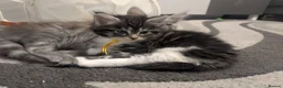 Maine Coon cats for sale: Beautiful Maine coon babies  - Advert 15