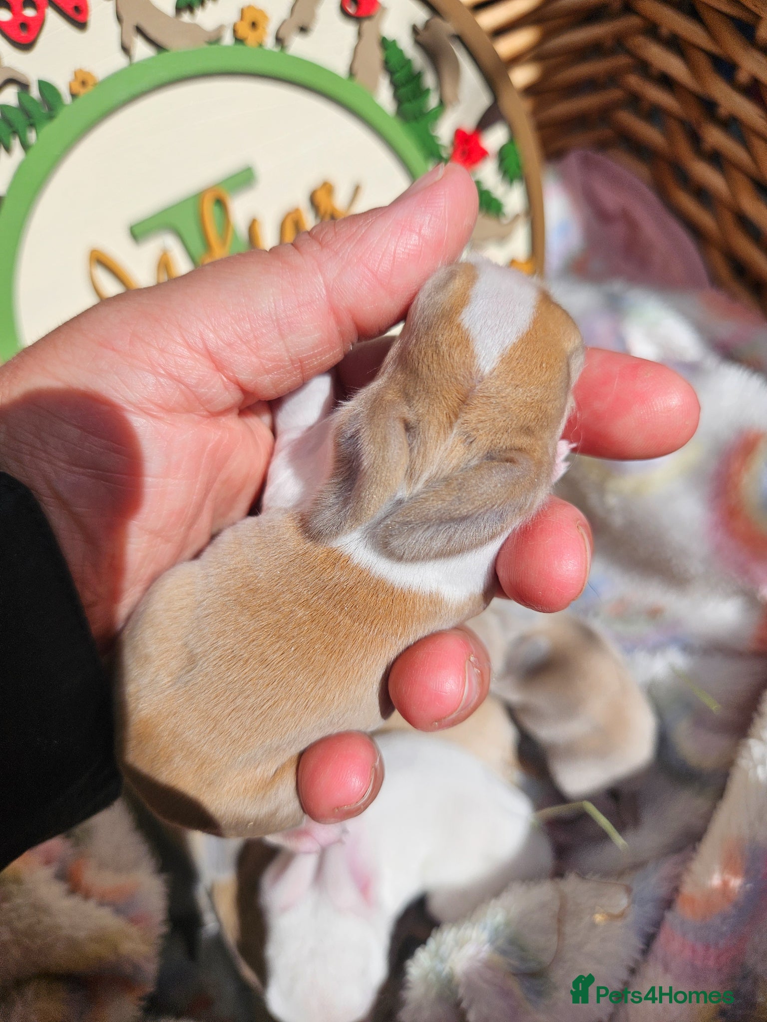 Mini Lop rabbits Mini Plush Lop Fairy Litter  - Suffolk - Advert 1