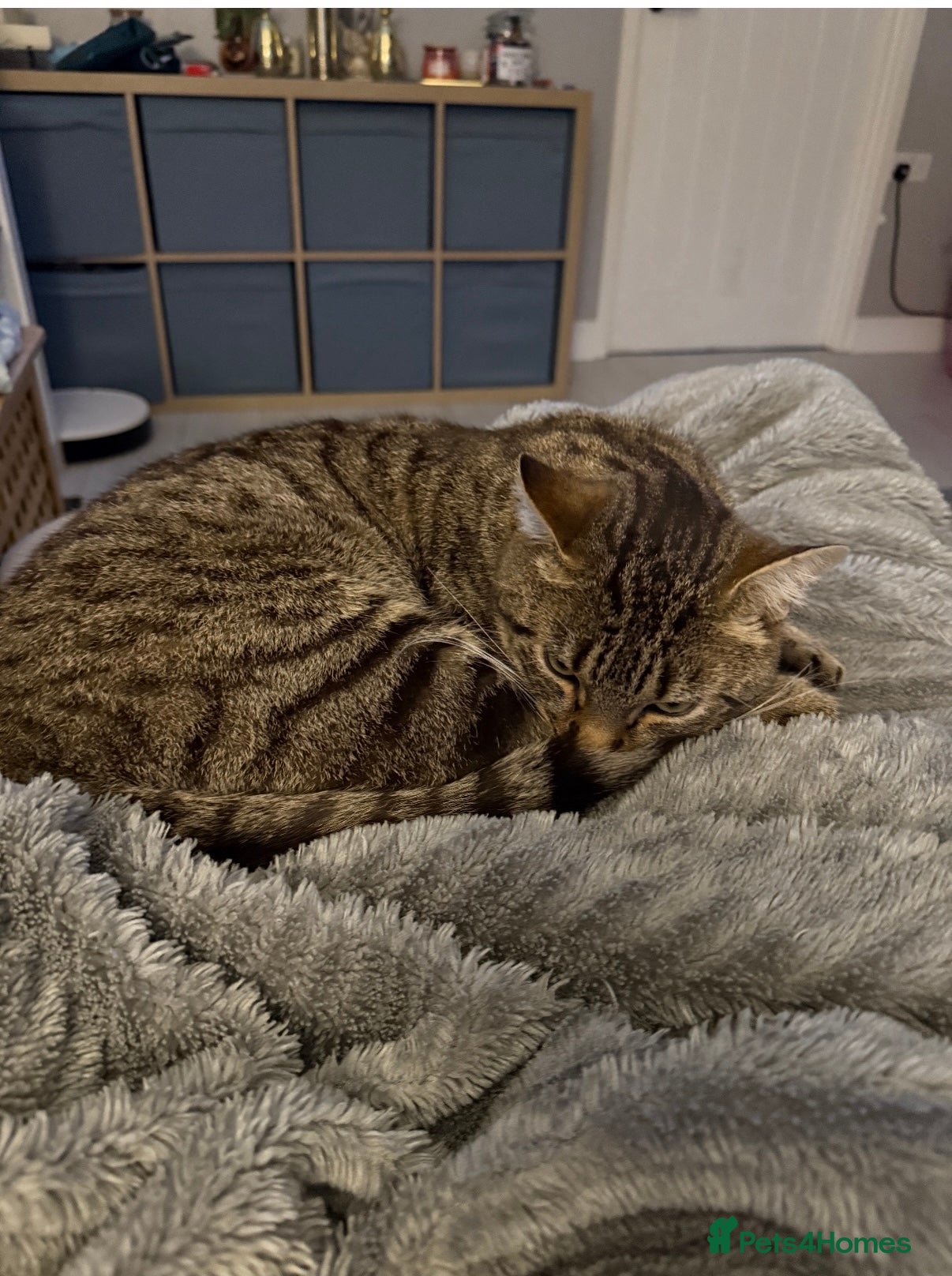 Mixed Breed cats Beautiful male cat needs a loving home  - Advert 19