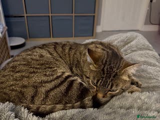 Mixed Breed cats Beautiful male cat needs a loving home - Advert 20