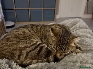 Mixed Breed cats Beautiful male cat needs a loving home - Advert 21