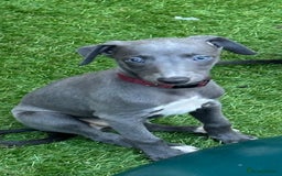 Whippet dogs for sale: Kc reg whippets Hear and eye tested parents  - Image 32