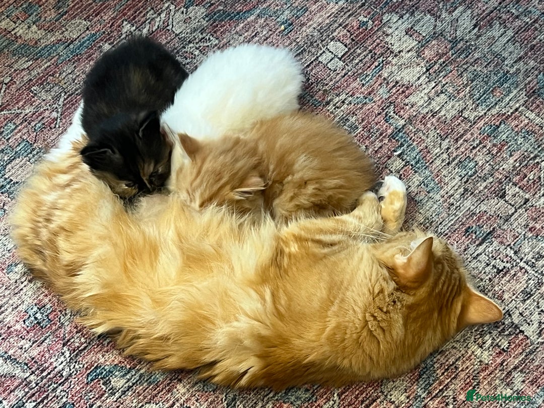 Ragdoll cats for sale: Beautiful ragdoll mix kittens  - Image 3