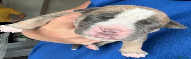 Olde English Bulldogge 5