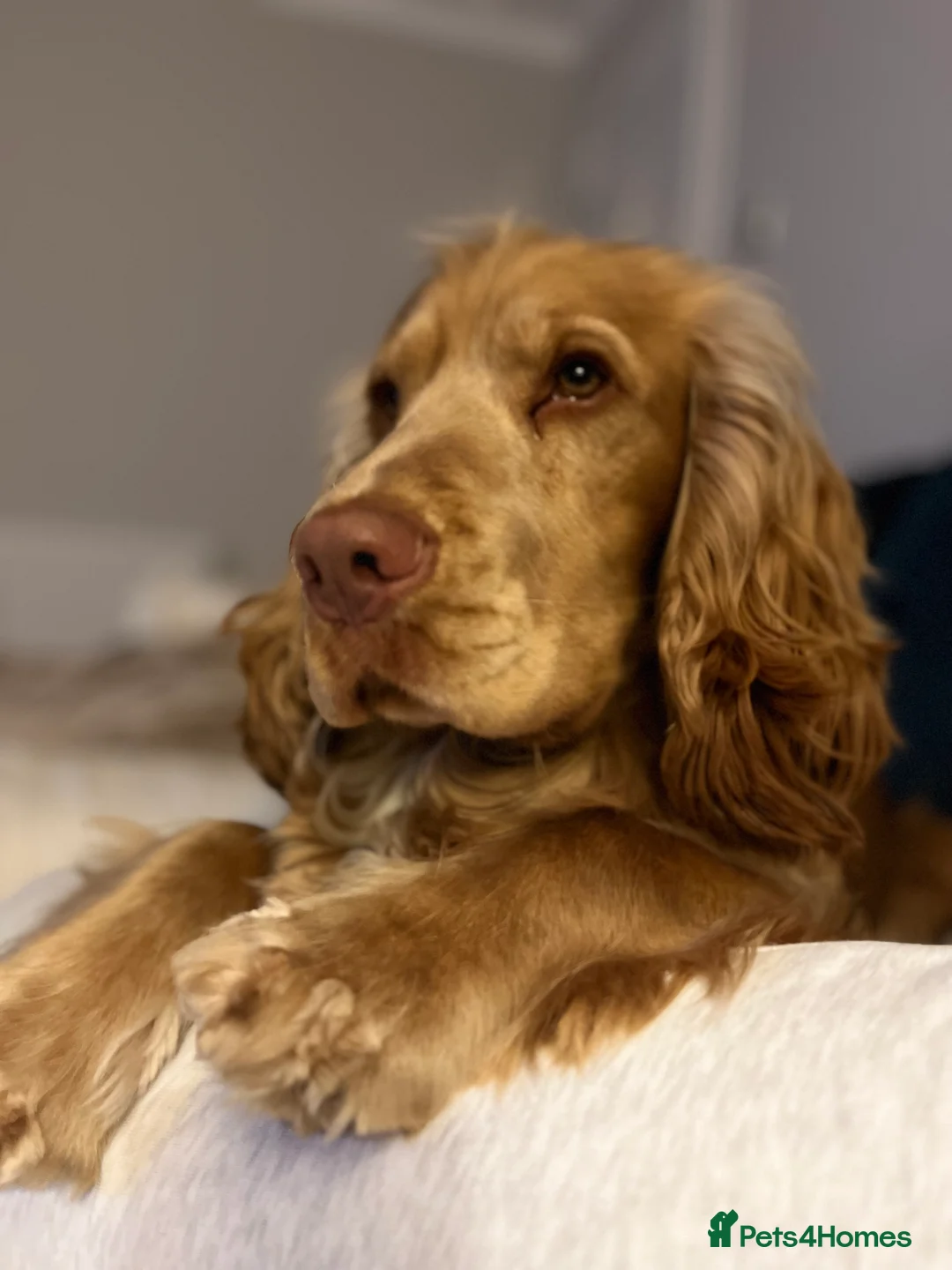 Cocker Spaniel dogs for stud: PROVEN STUD 100% show cocker, KC REG, Clear health in Tonbridge - Advert 7