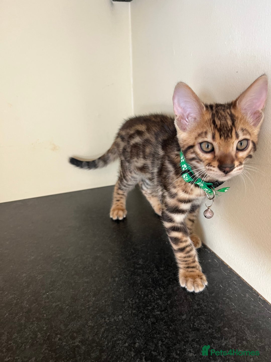 Bengal cats for sale: Available Pure Bengal kittens now! ♥️ - Image 14