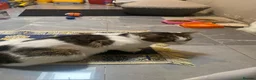 Mixed Breed cats for sale: Adorable kittens - Advert 1