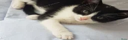 Mixed Breed cats for sale: Sweet male kitten looking for a loving home. - Advert 11