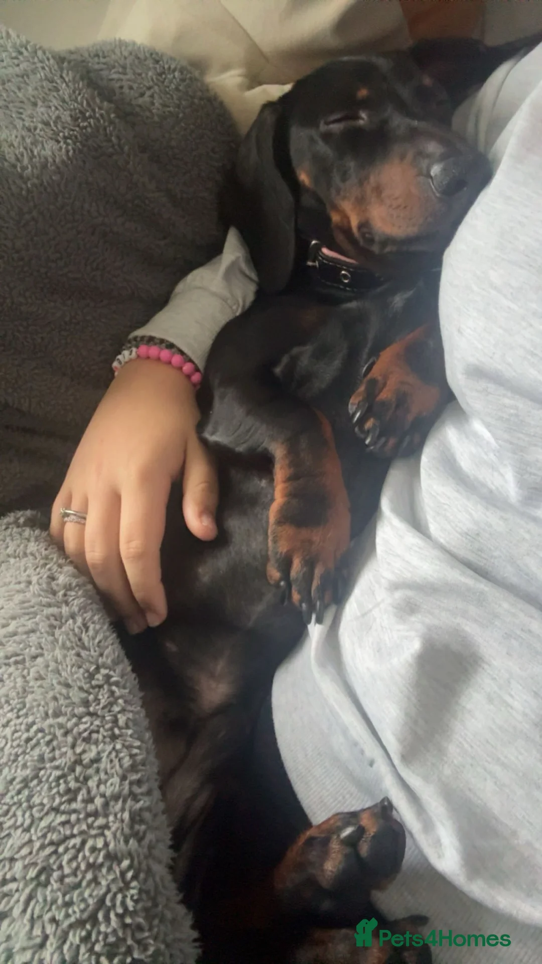 Dachshund dogs for sale: Nearly 3year old KC registered dachshund  in Bridgend - Advert 3