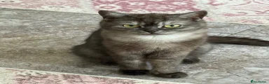 British Shorthair mother 