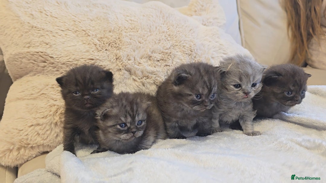 British Shorthair cats for sale: Black smoke british shorthair and 1 blue longhair - Advert 2
