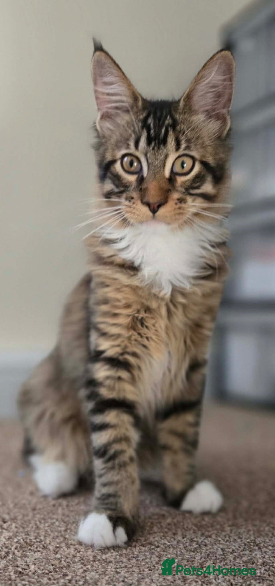 Maine Coon cats 1 TICA registered Maine Coon boy. - Advert 1