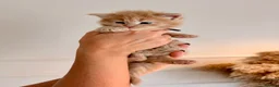 Maine Coon cats for sale: Stunning chunky Mainecoons  in Teignmouth - Advert 25