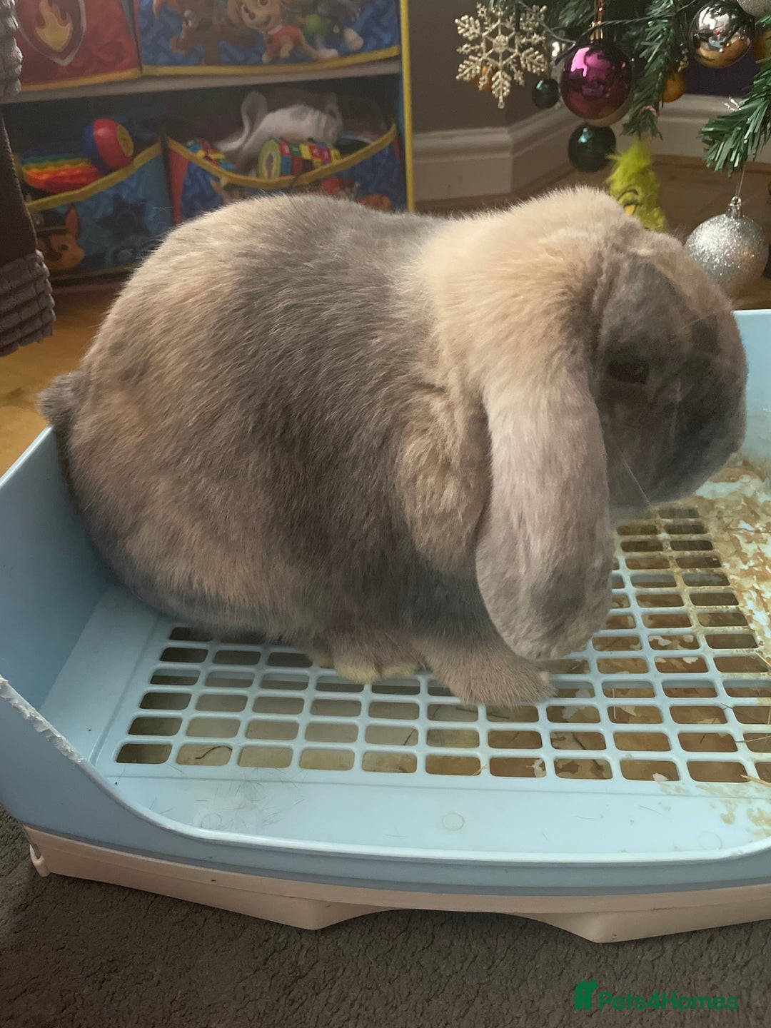Mixed Breed rabbits for sale: Two bunnies  - Advert 4