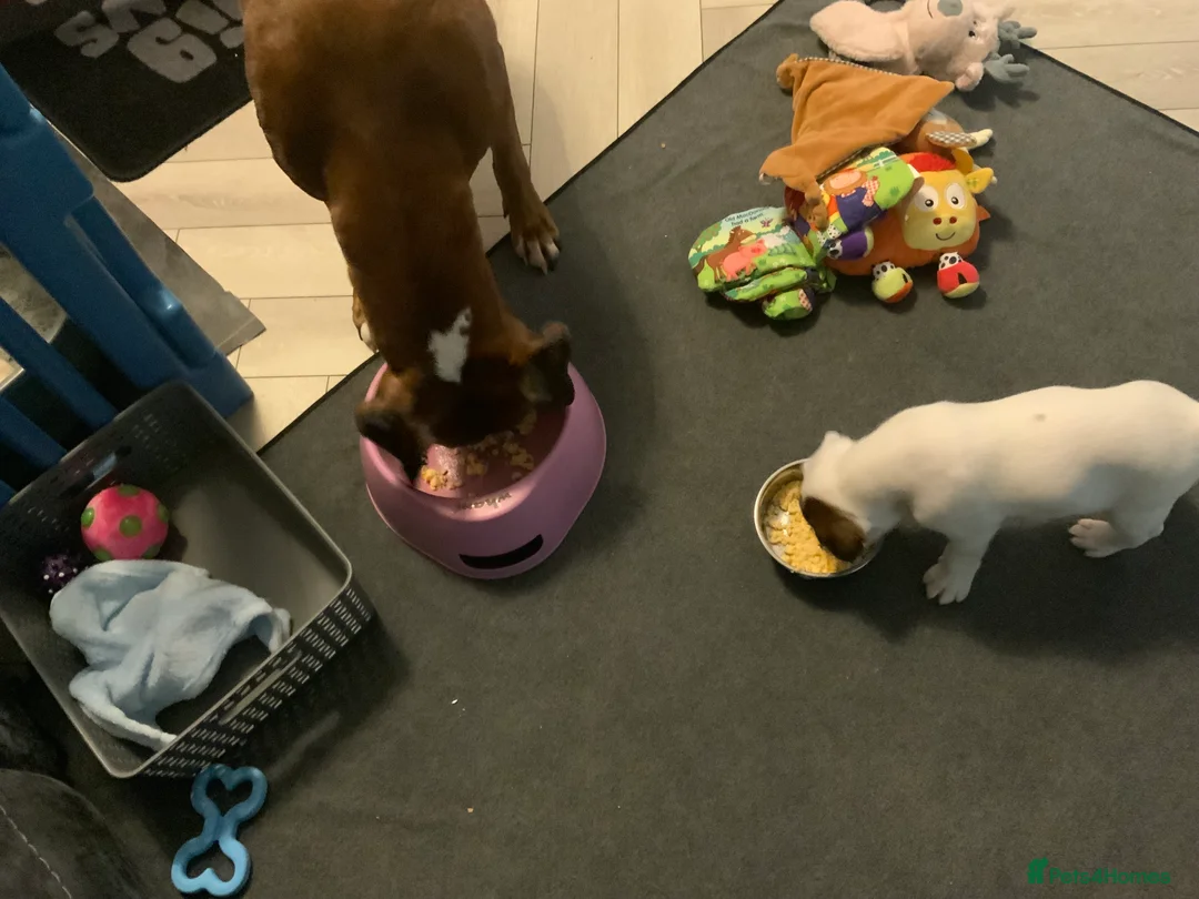 Boxer dogs for sale: Stunning White boy. - Advert 17