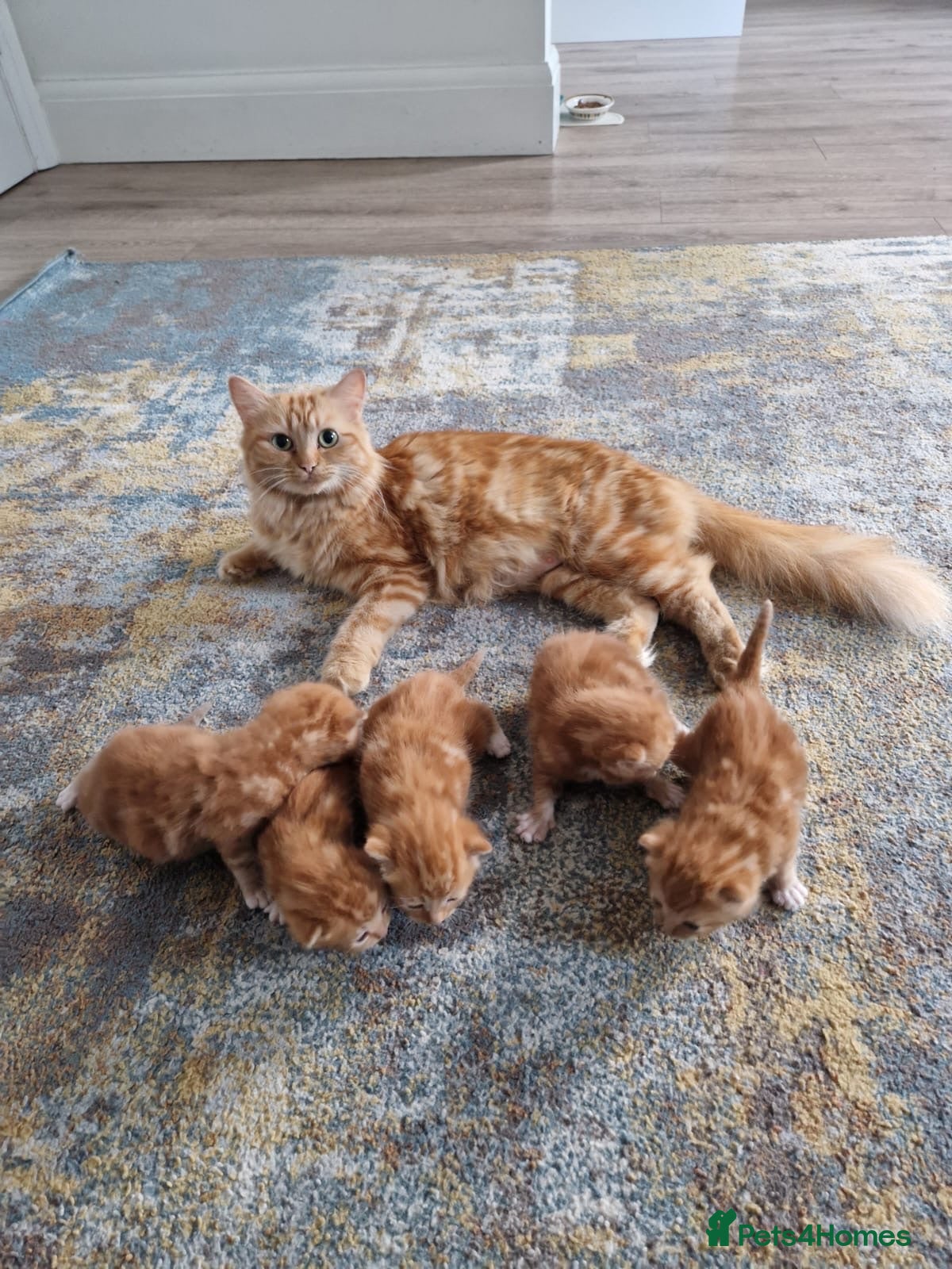 Mixed Breed cats 4 Ginger Male Kittens from 7th of September  - Advert 3