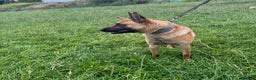 Mixed Breed dogs for sale: Gorgeous GSD X Belgian Malinois Pups Available - Advert 13