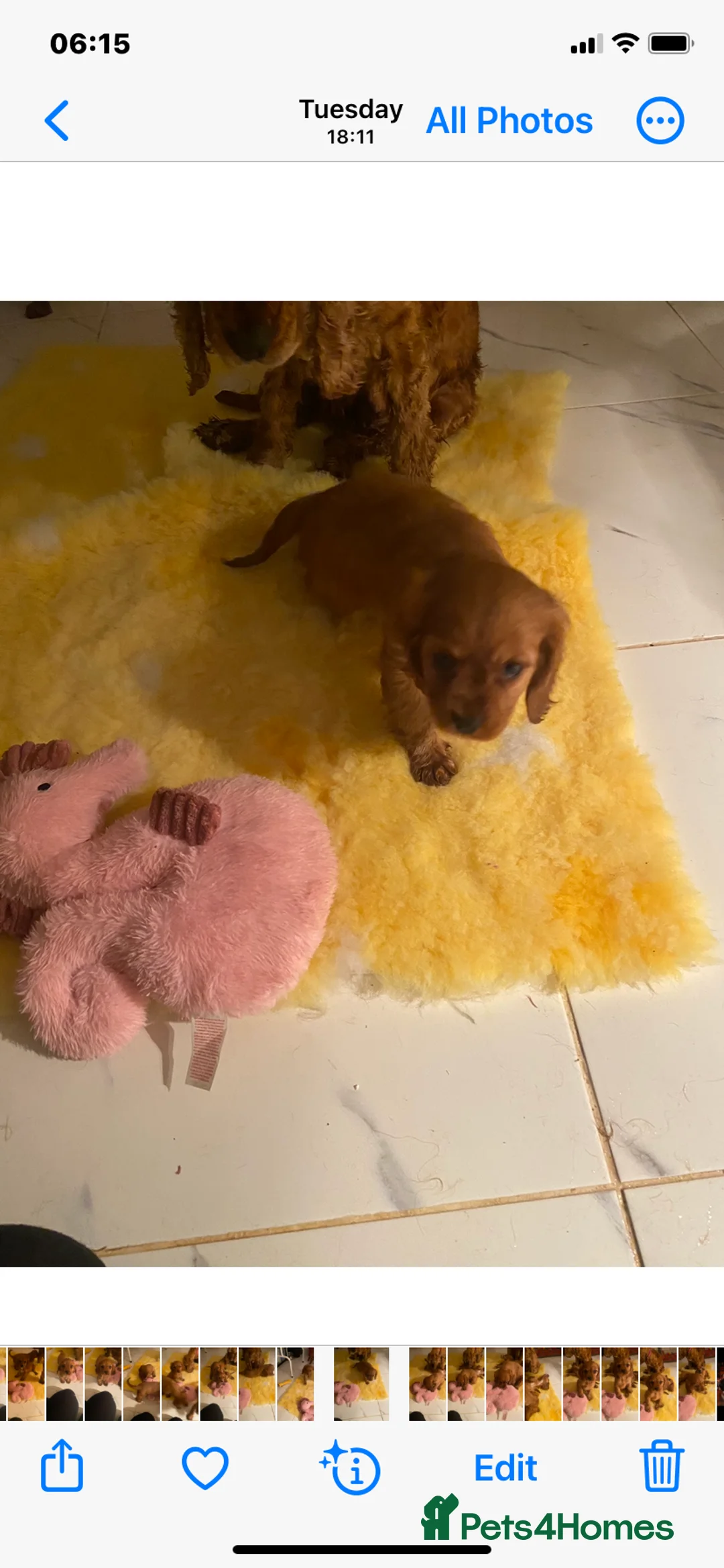 Cockalier dogs for sale: F1 fox red puppies boys and girls  - Advert 13