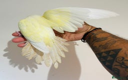Conures birds for sale: Hand reared conures for sale - Image 20
