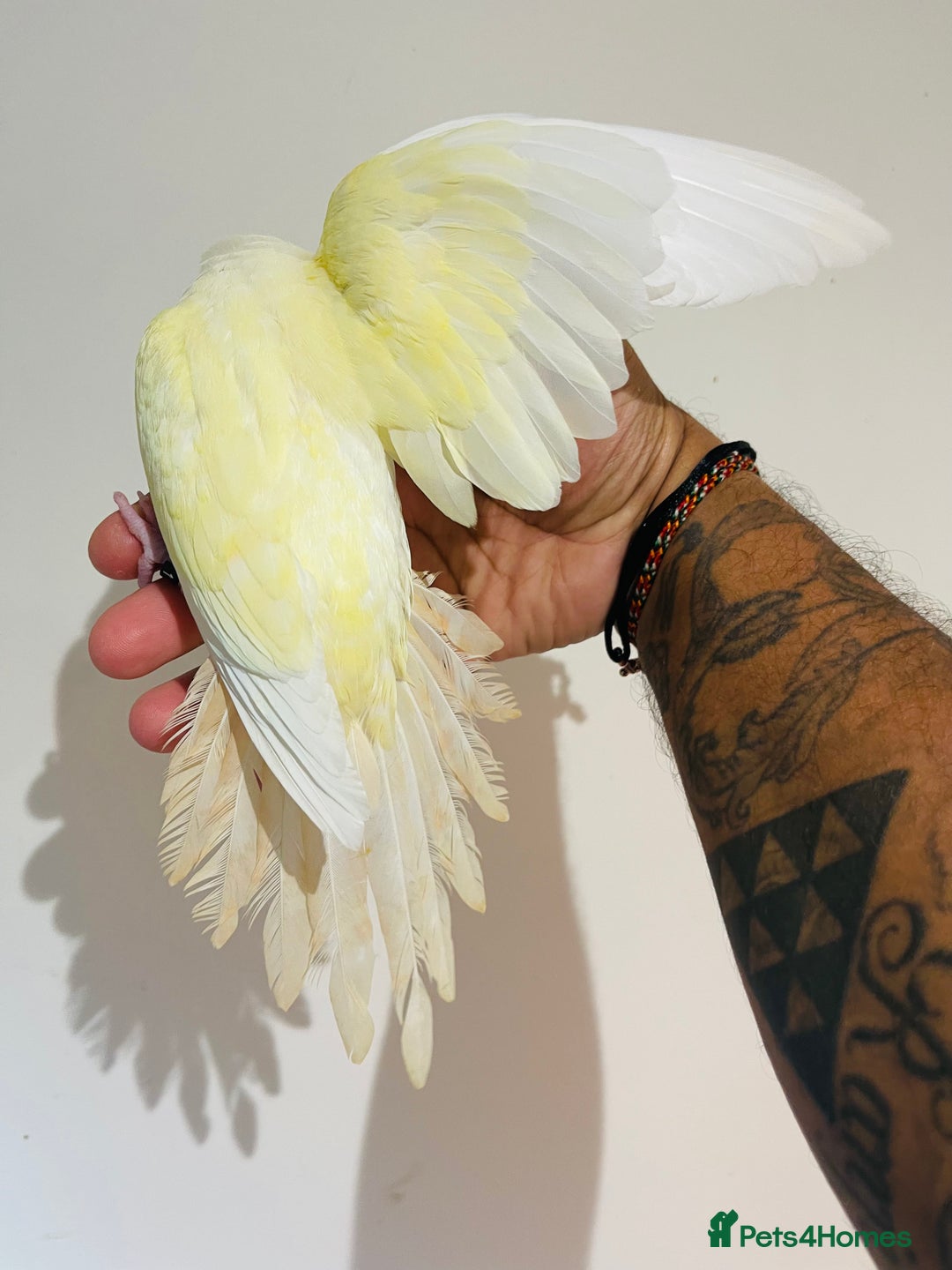 Conures birds for sale: Hand reared conures for sale - Image 20
