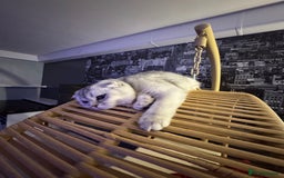 Scottish Fold cats for sale: Scottish Fold Kittens Variety of Colours - Image 40