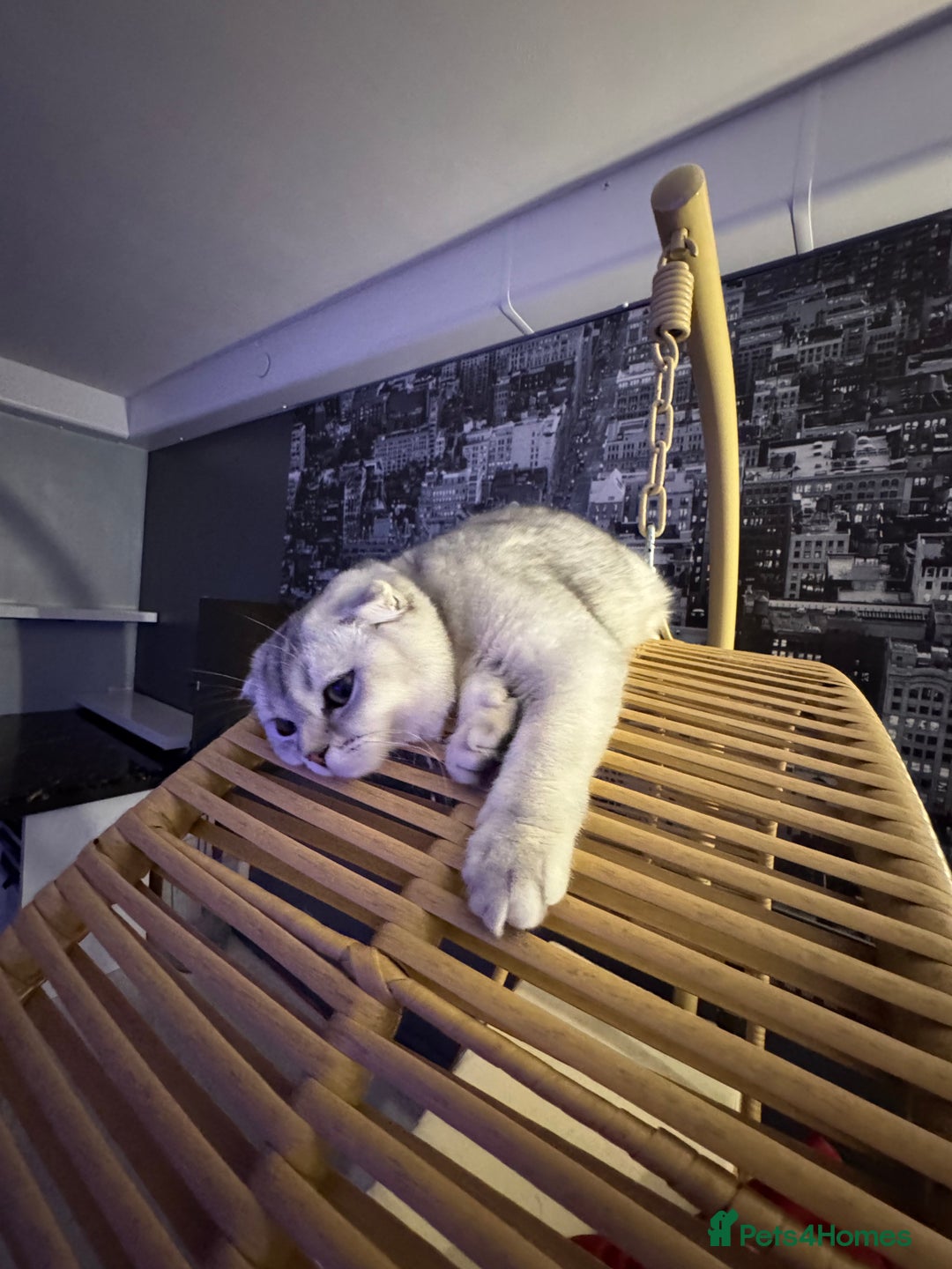 Scottish Fold cats for sale: Scottish Fold Kittens Variety of Colours - Image 40