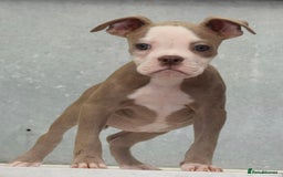 Old Tyme Bulldog dogs for sale: 5⭐️STAR RATED LICENSED🛑🛑READY TO LEAVE NOW, - Image 8